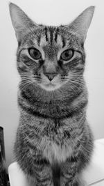Close-up portrait of tabby cat