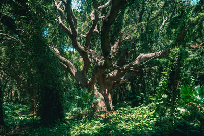 Trees in forest