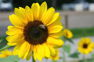 flower