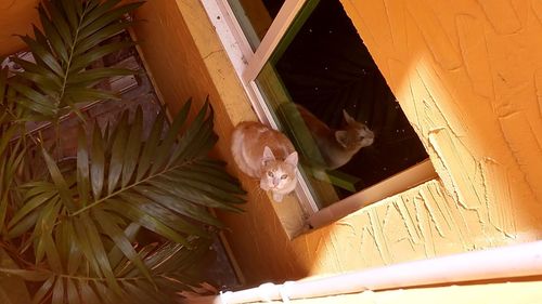 View of a cat looking through window