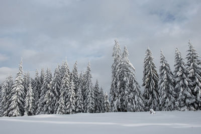 Snow covered trees on land against sky