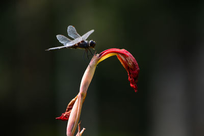 Close-up of grasshopper on red flowering plant