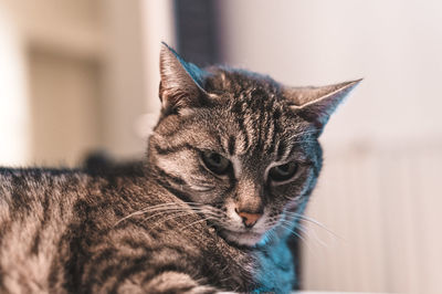 Close-up of a cat looking away