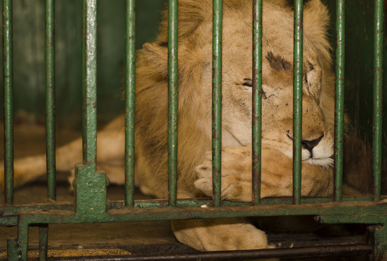 mammal, one animal, animal themes, animal, vertebrate, animals in captivity, animal wildlife, no people, domestic animals, pets, zoo, metal, animal body part, day, animals in the wild, domestic, cage, zoology, cat, outdoors, animal head