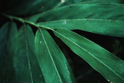 Close-up of plant leaves