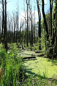 Trees growing in a river