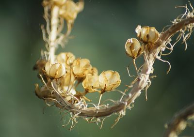 Close-up of dry plant