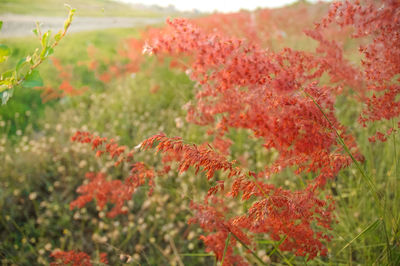 Close-up of red flowering plant