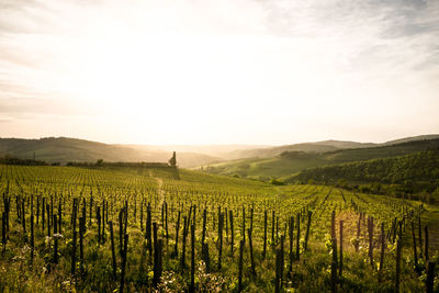 Scenic view of vineyard against sky