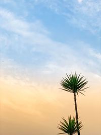 Low angle view of palm tree against sky