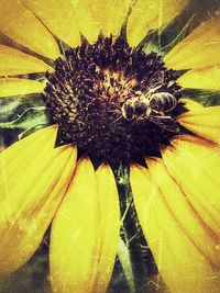 Close-up of yellow flower