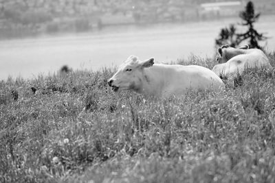 Cow in a field