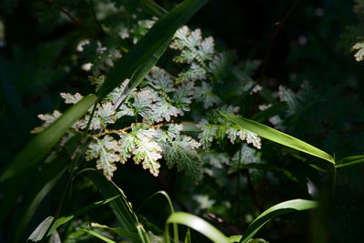 Close-up of fresh green plant