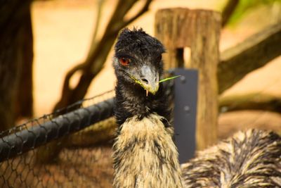 Emu by fence at zoo