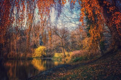 Scenic view of lake in forest during autumn