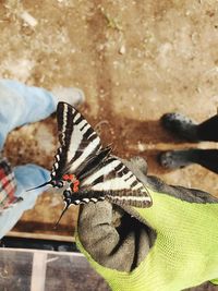 Close-up of butterfly on hand