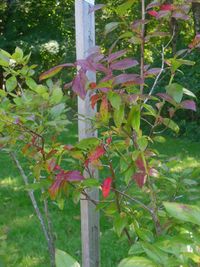 Close-up of pink flowering plants