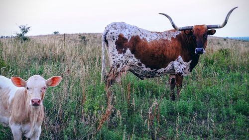 Highland cattle with calf on field against clear sky