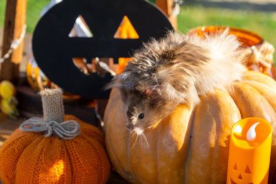 Close-up of pumpkins