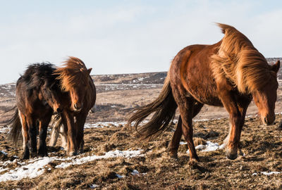 Horses on field during winter