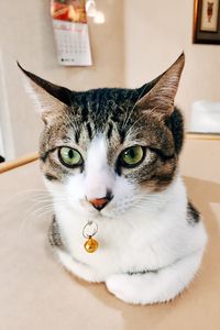 Close-up portrait of cat