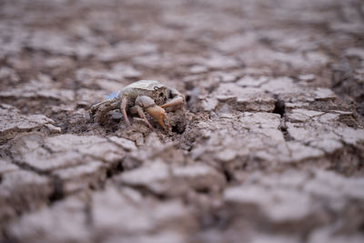 Close-up of spider on sand