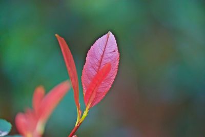 Close-up of flower against blurred background