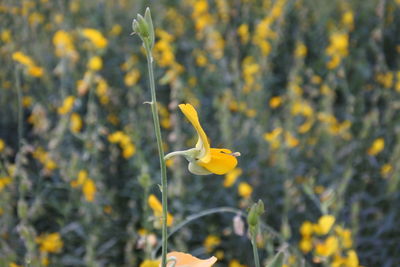 Close-up of yellow flowering plant on field