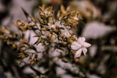 Close-up of white flowering plant