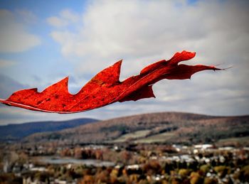 Close-up of red autumn leaf against sky