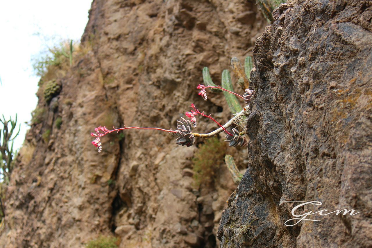 rock formation, rock - object, flower, growth, plant, tree, nature, rock, beauty in nature, mountain, red, day, low angle view, rocky mountains, outdoors, cliff, clear sky, freshness, close-up, sunlight