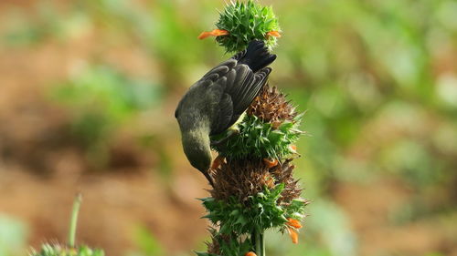 Close-up of bird perching on plant