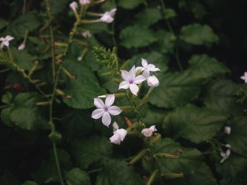 Close-up of white flowering plant