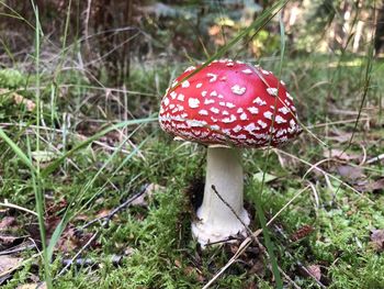 Close-up of mushroom growing on field