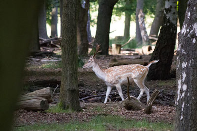 Deer standing in forest