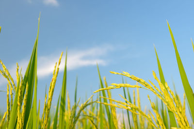 Close-up of crops growing on field against sky