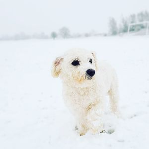 Close-up of dog on snow field