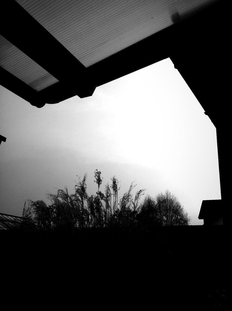 silhouette, low angle view, built structure, architecture, sky, tree, clear sky, indoors, nature, building exterior, window, no people, branch, copy space, day, house, sunlight, tranquility, growth