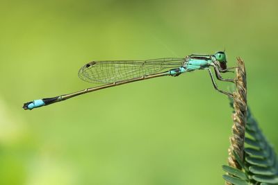 Close-up of dragonfly on plant