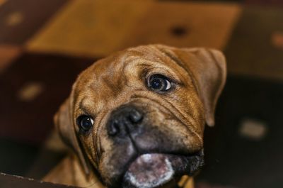 Close-up portrait of dog