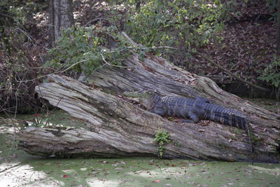 View of a reptile in the forest