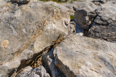 Close-up of lizard on rock