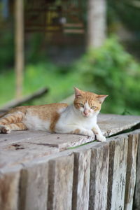 Portrait of cat sitting on retaining wall