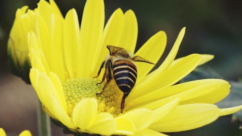 Flower honey bee