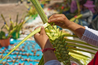 Cropped hand of woman holding plant