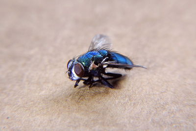 Close-up of insect on hand