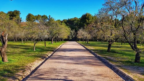 Footpath amidst trees against clear sky