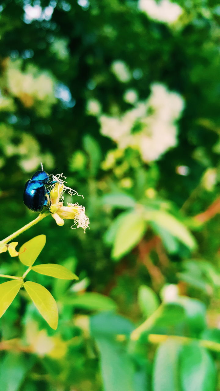 animals in the wild, one animal, animal themes, insect, wildlife, butterfly - insect, butterfly, nature, flying, perching, focus on foreground, flower, growth, close-up, green color, beauty in nature, plant, day, selective focus, leaf