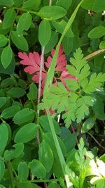 Close-up of leaves