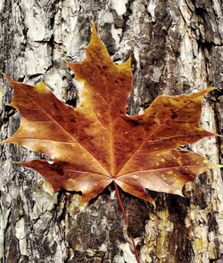 Close-up of maple leaves on tree trunk